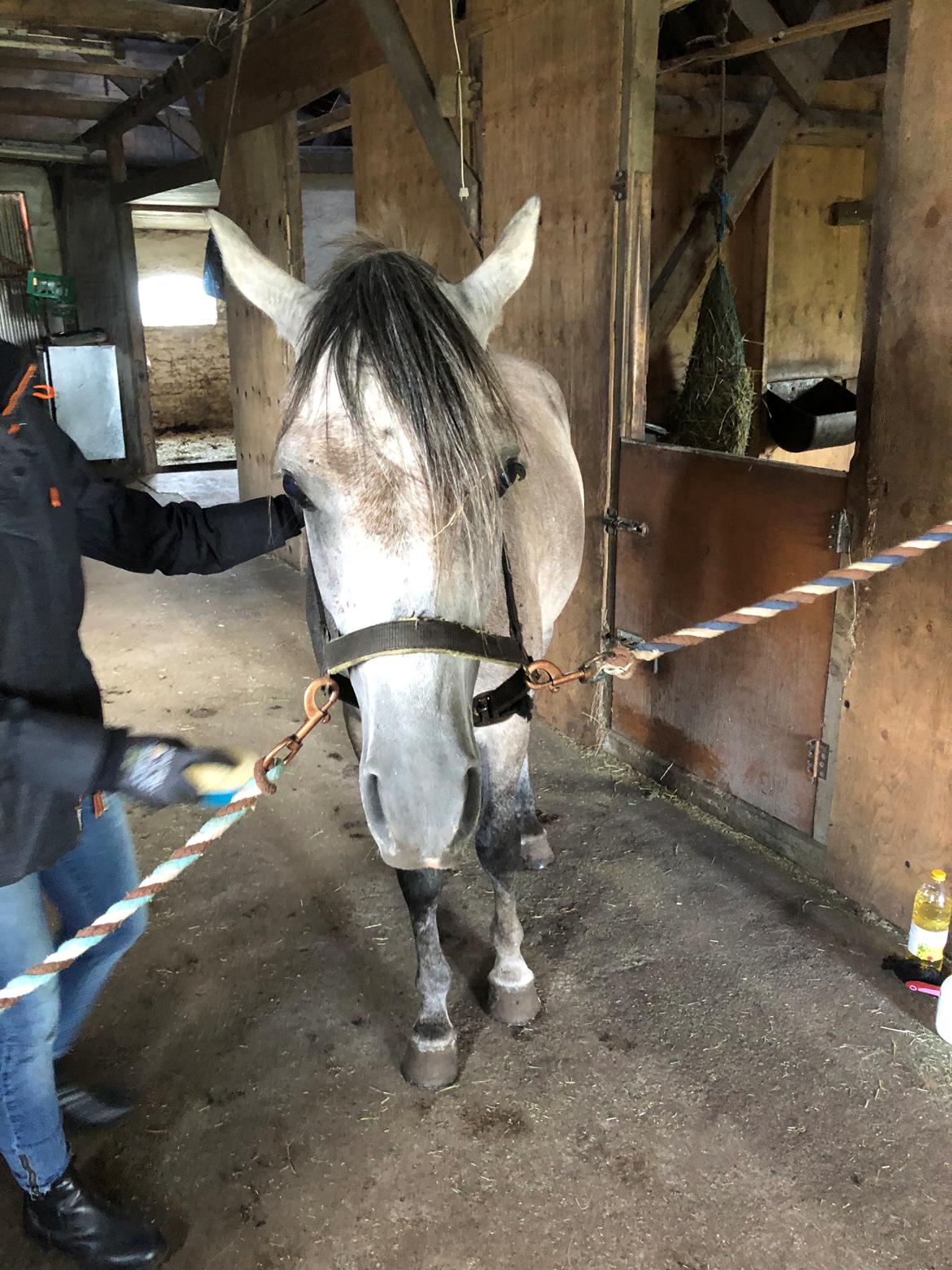 Arabisk fuldblod (OX) Dy zephyr ox billede 23