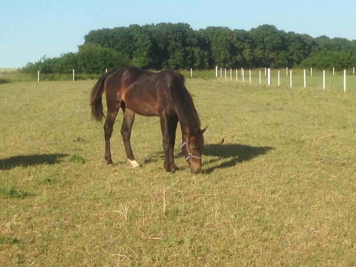 Oldenborg Kirsebærgårdens le azeidon - juni 18 billede 7