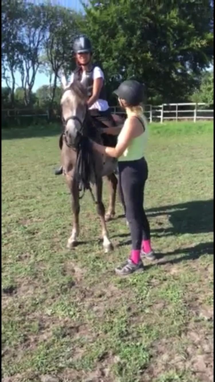 Arabisk fuldblod (OX) Dy ameer pasha ox billede 28