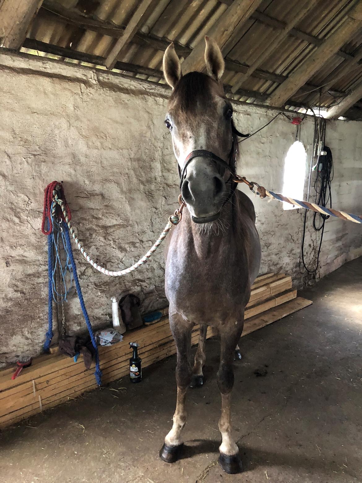 Arabisk fuldblod (OX) Dy ameer pasha ox billede 29