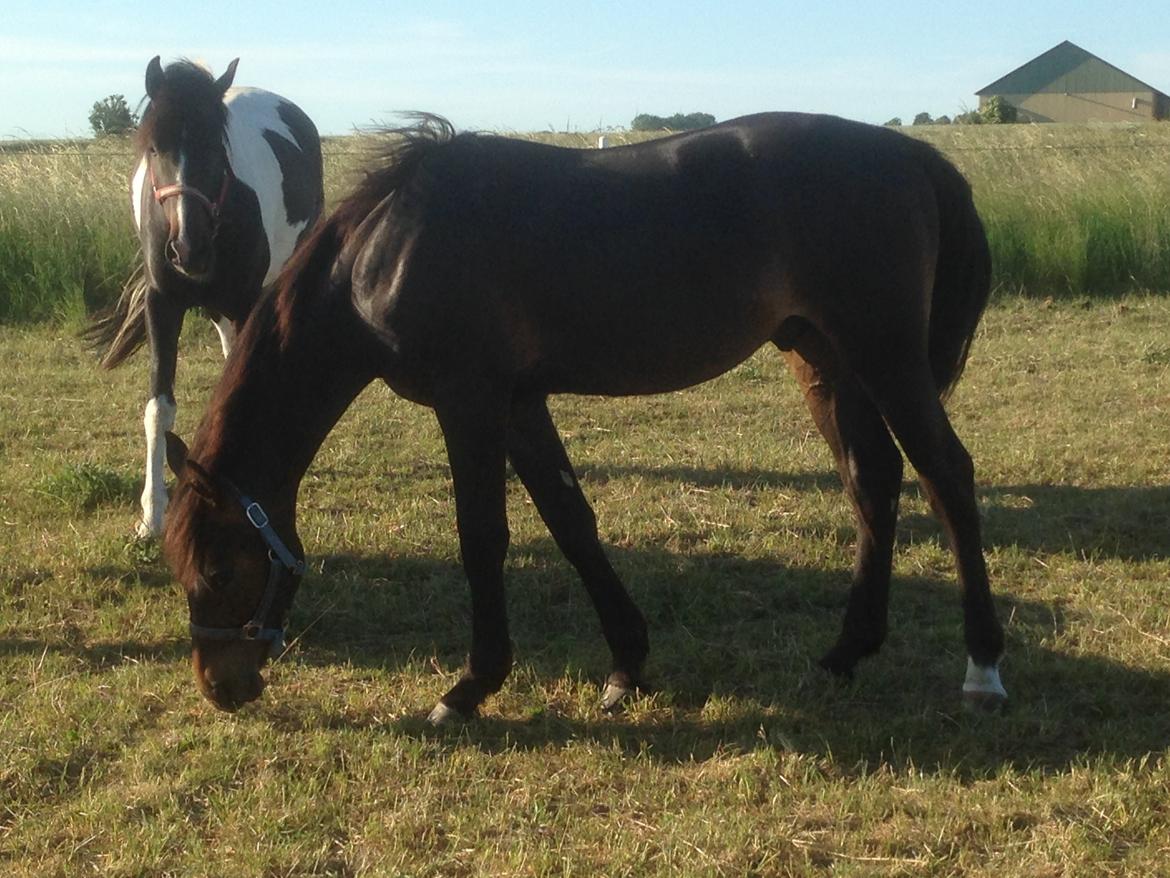 Oldenborg Kirsebærgårdens le azeidon - juni 18 billede 8