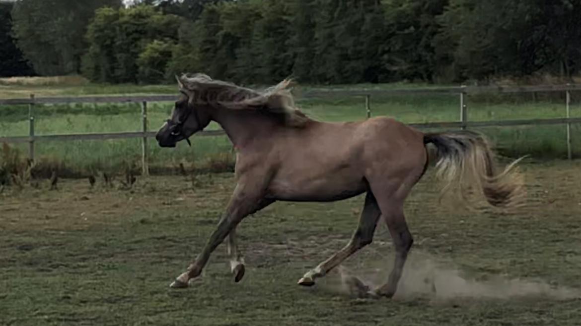 Arabisk fuldblod (OX) Eh maymoun ox billede 10