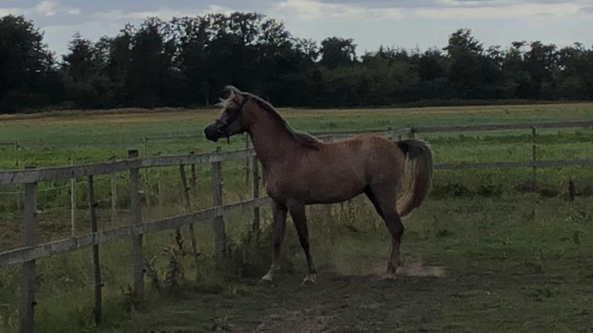 Arabisk fuldblod (OX) Eh maymoun ox billede 12