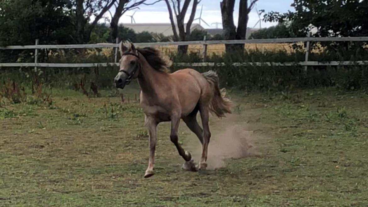 Arabisk fuldblod (OX) Eh maymoun ox billede 13