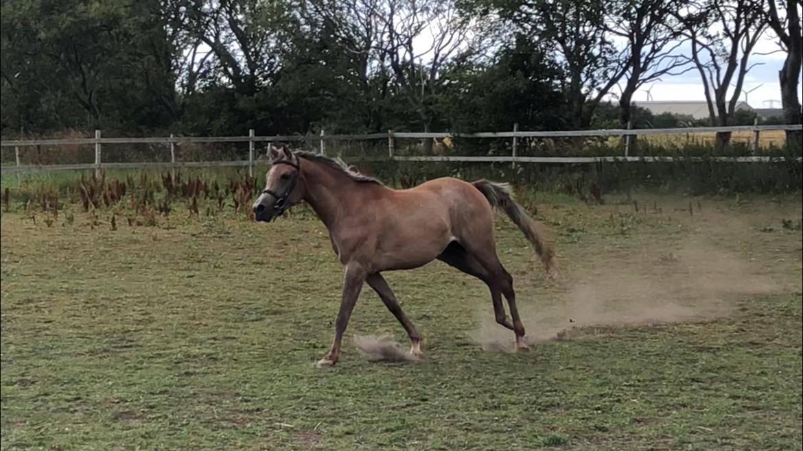 Arabisk fuldblod (OX) Eh maymoun ox billede 14