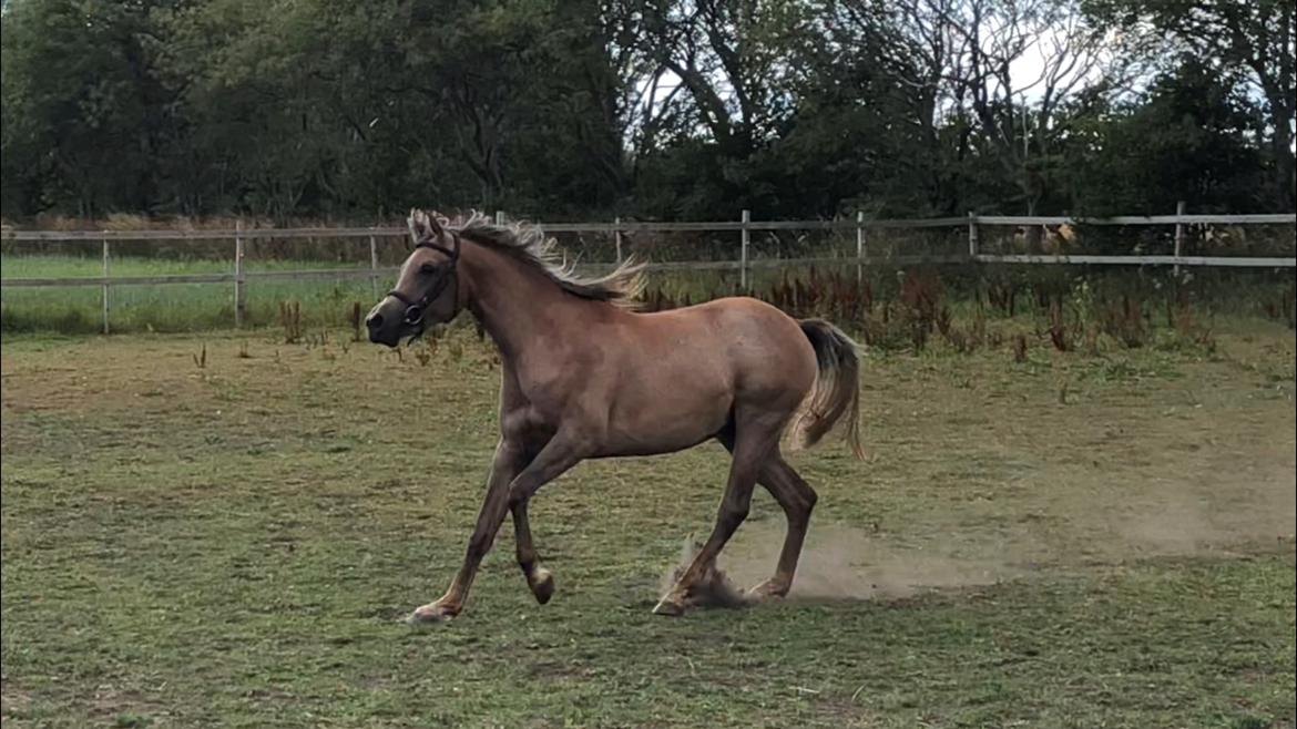 Arabisk fuldblod (OX) Eh maymoun ox billede 15