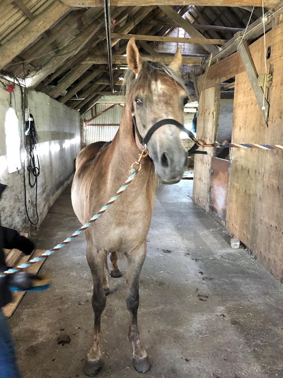 Arabisk fuldblod (OX) Eh maymoun ox billede 16