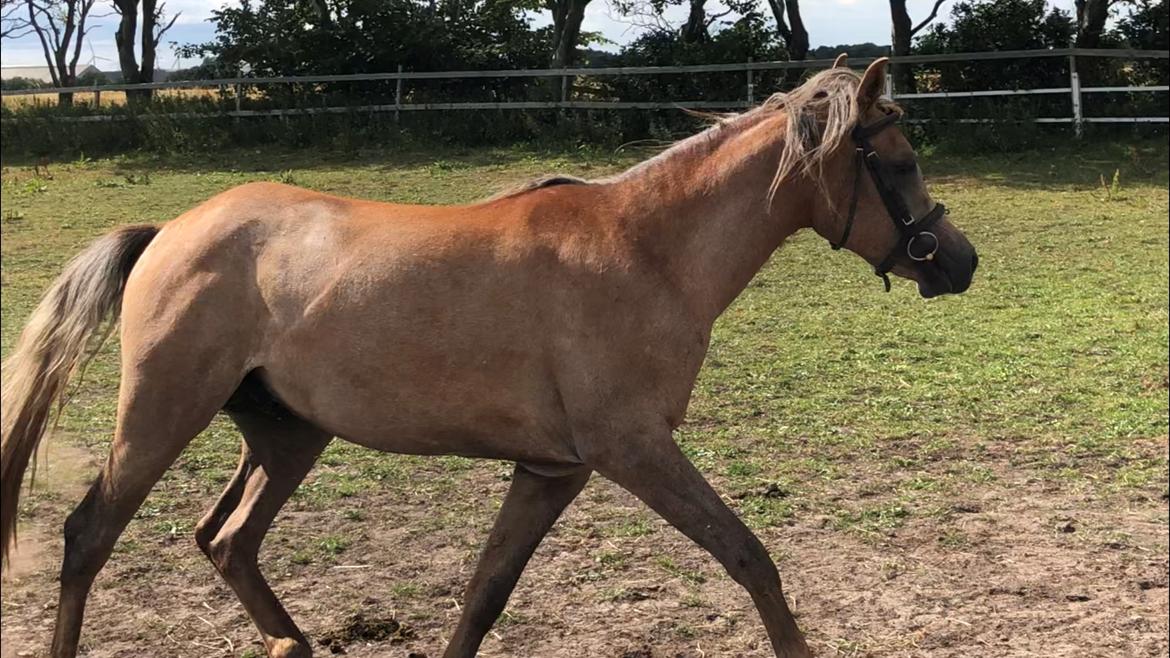 Arabisk fuldblod (OX) Eh maymoun ox billede 17