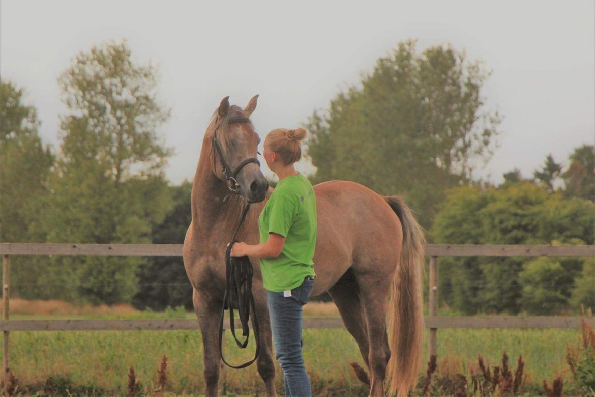 Arabisk fuldblod (OX) Eh maymoun ox billede 18