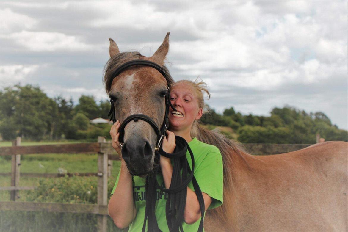 Arabisk fuldblod (OX) Eh maymoun ox billede 19