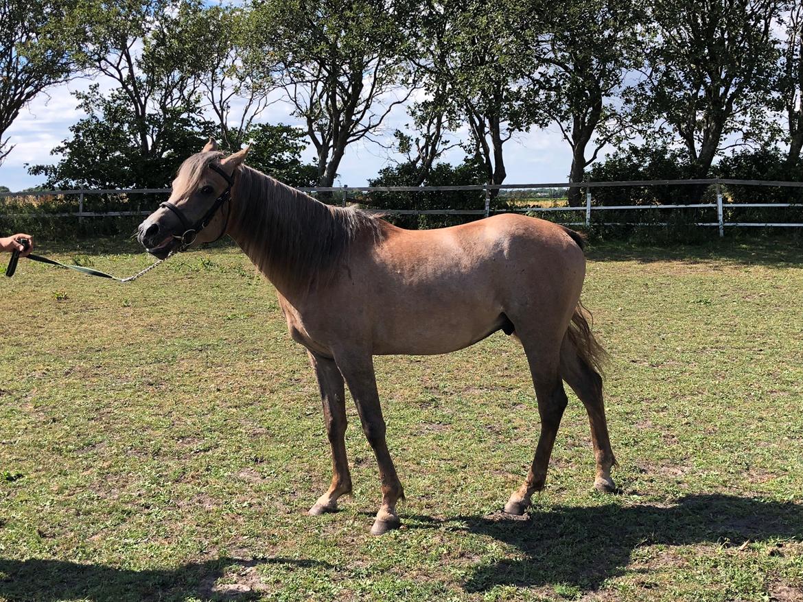 Arabisk fuldblod (OX) Eh maymoun ox billede 11