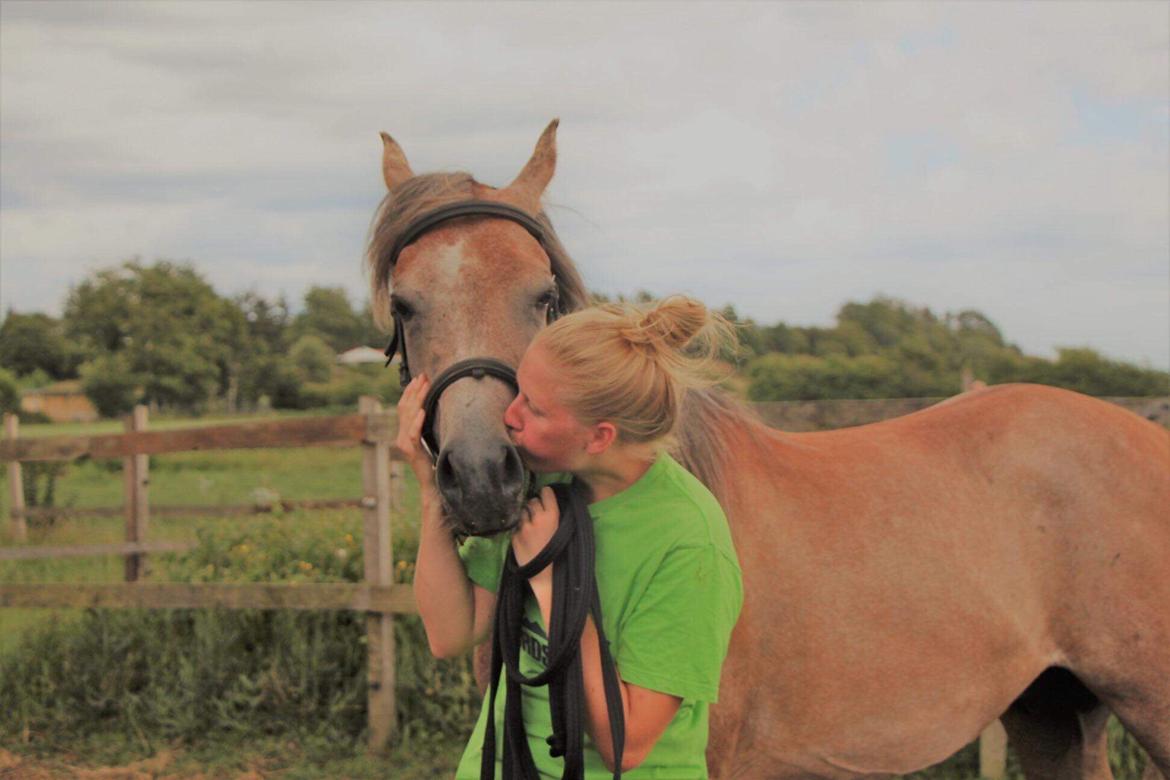 Arabisk fuldblod (OX) Eh maymoun ox billede 20