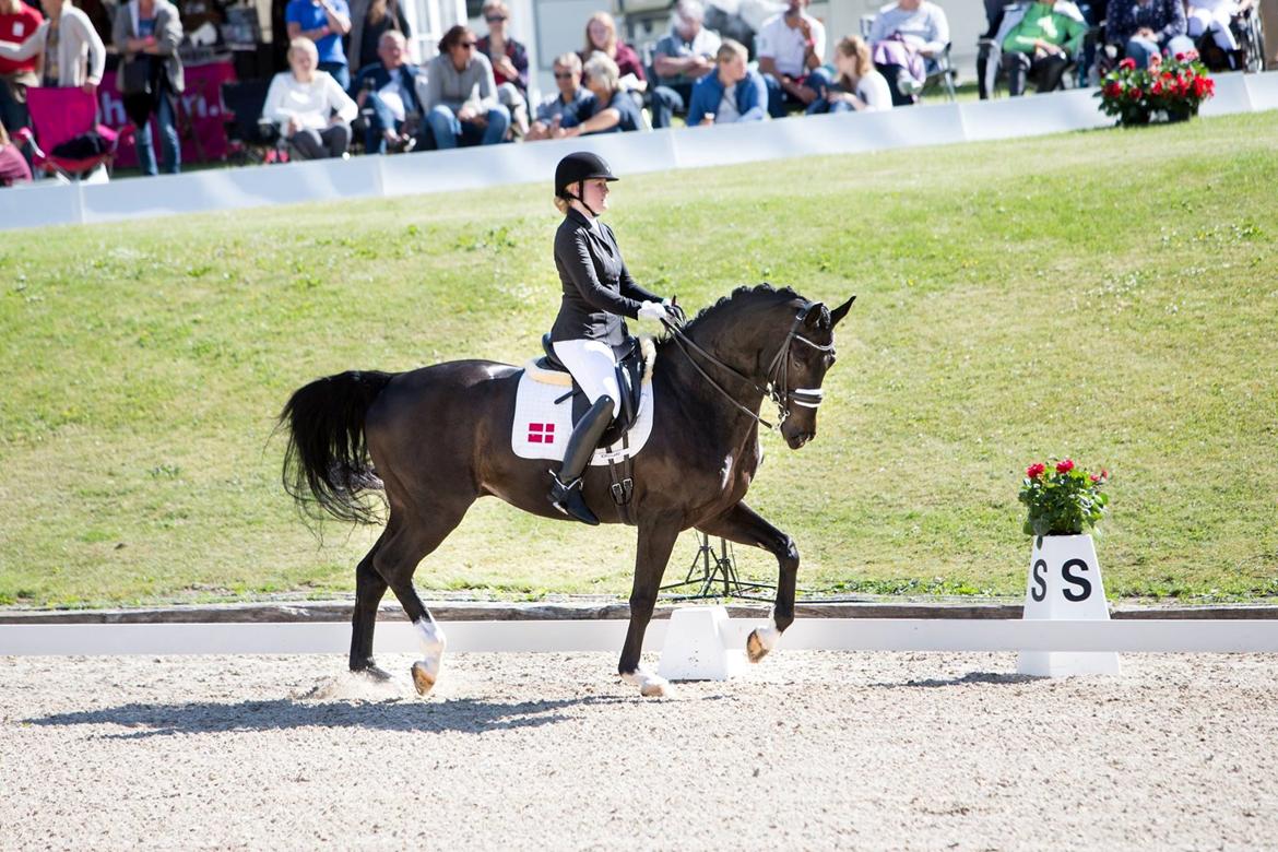 Dansk Varmblod Sir salvador - DM 2016 - Bronze billede 15