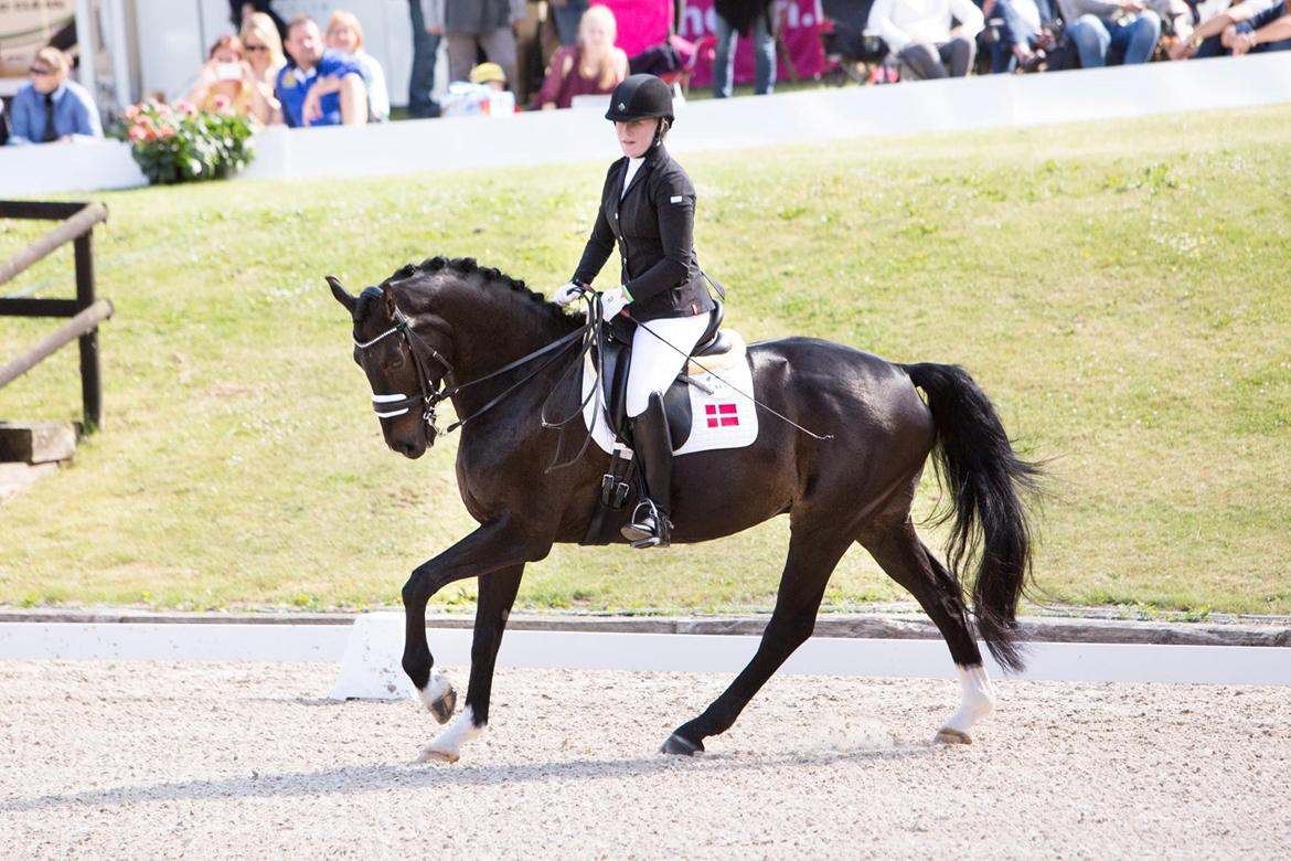 Dansk Varmblod Sir salvador - DM 2016 - Bronze billede 11