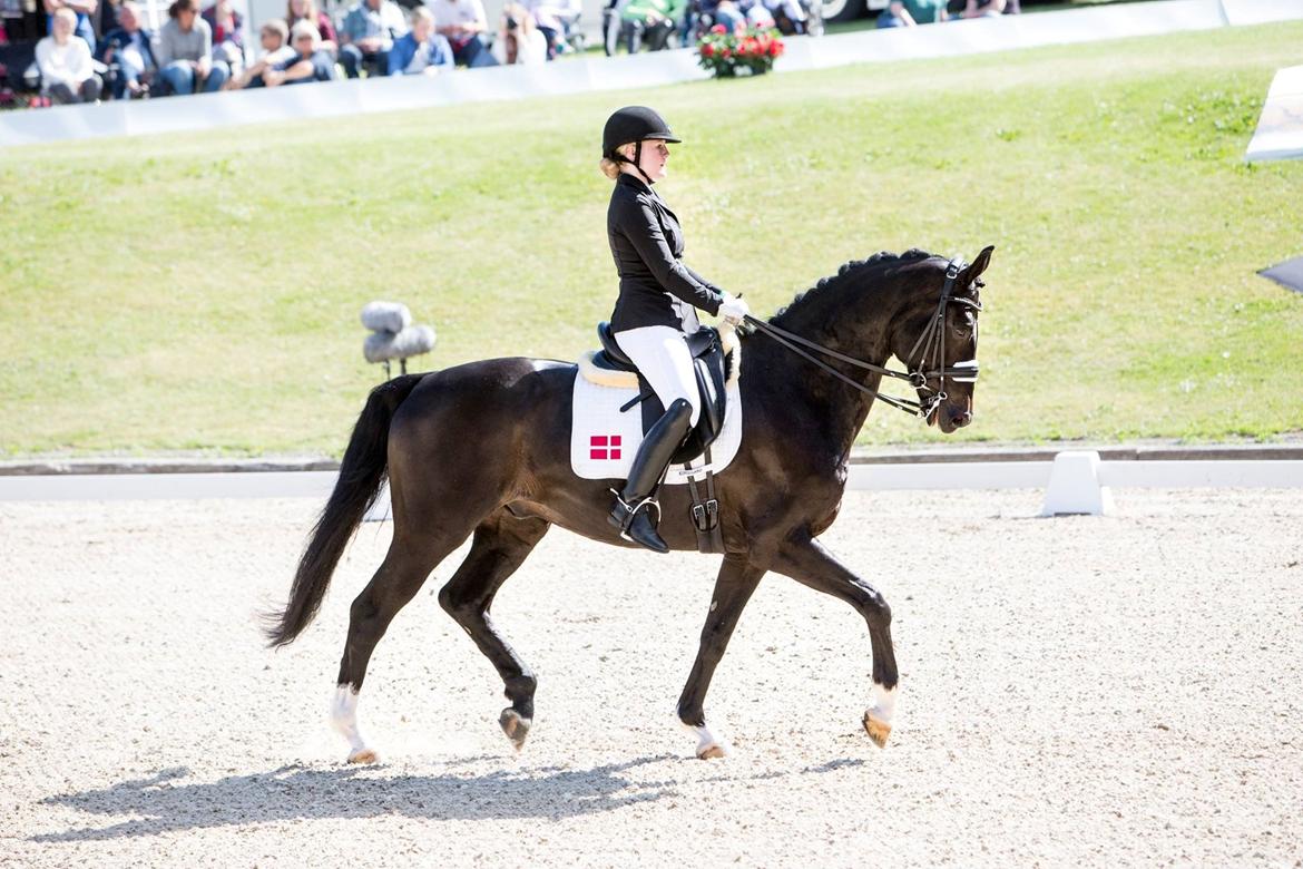 Dansk Varmblod Sir salvador - DM 2016 - Bronze billede 16