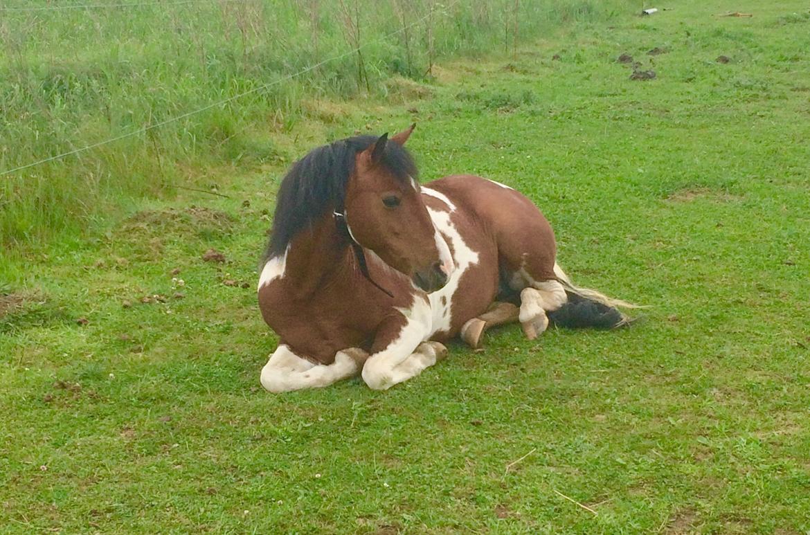 Anden særlig race Lullu (solgt) billede 2