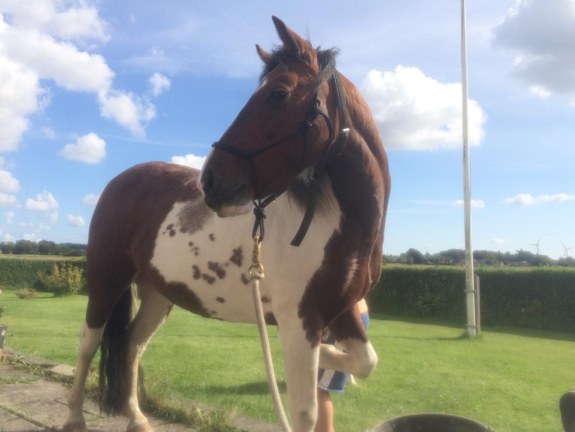 Anden særlig race Lullu (solgt) billede 6