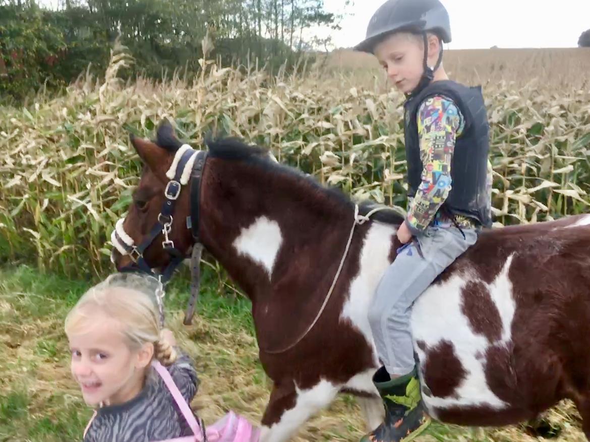 Anden særlig race Lullu (solgt) billede 8