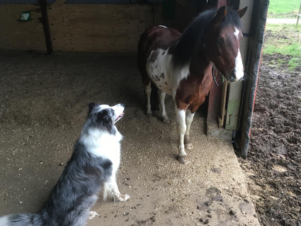 Anden særlig race Lullu (solgt) billede 9