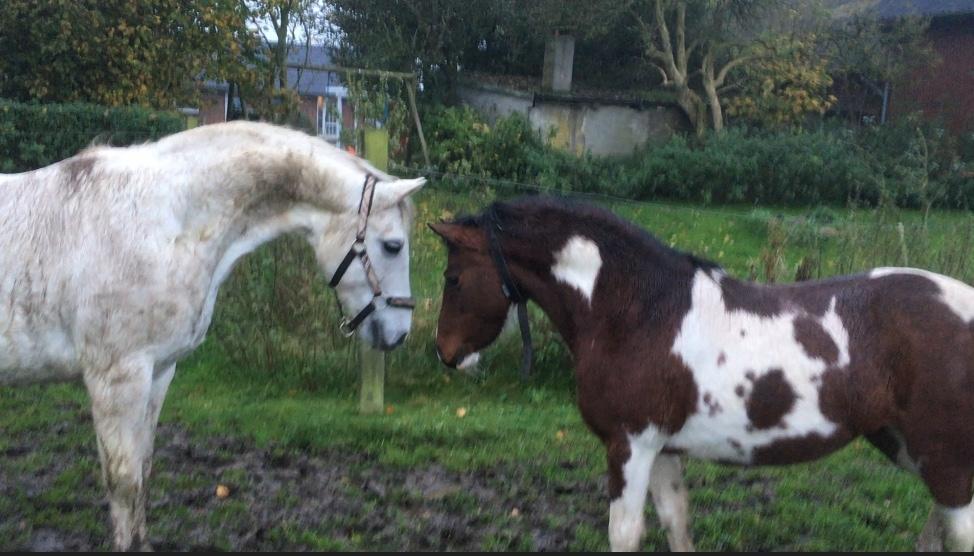 Anden særlig race Lullu (solgt) billede 7