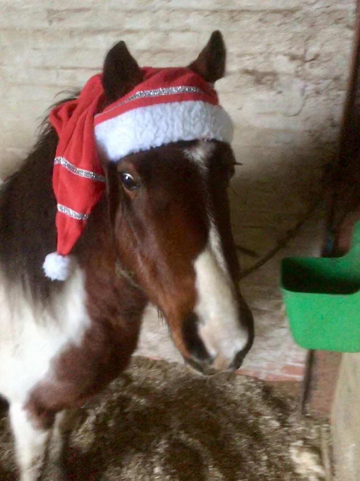 Anden særlig race Lullu (solgt) billede 10