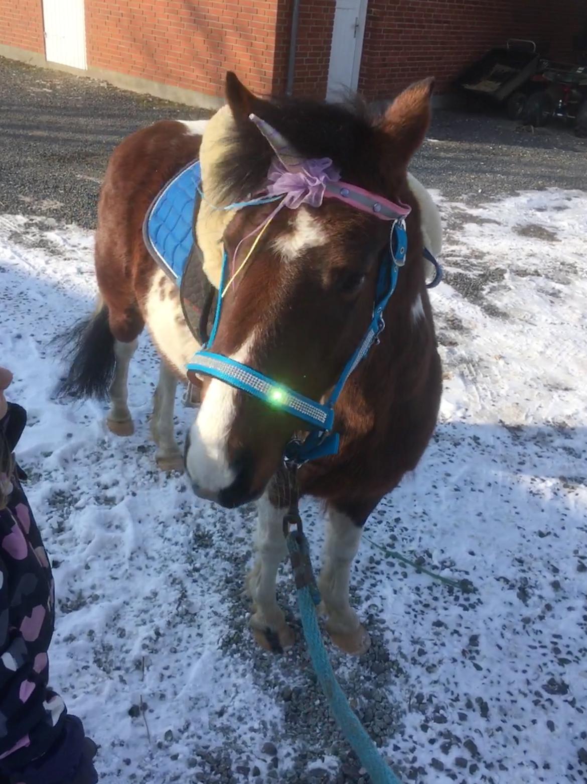 Anden særlig race Lullu (solgt) billede 12