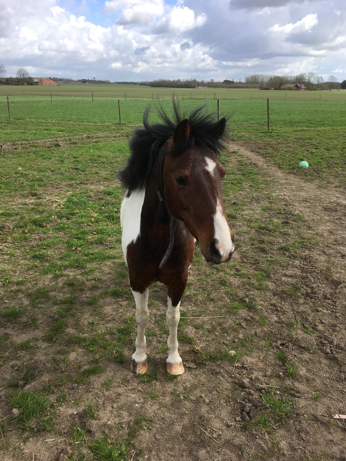 Anden særlig race Lullu (solgt) billede 14