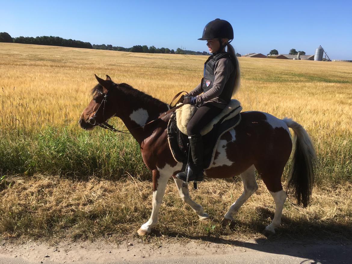 Anden særlig race Lullu (solgt) billede 17