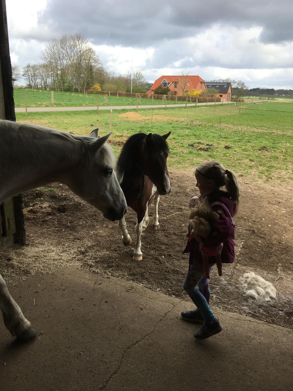 Connemara Ålegaards Malou RIP billede 3