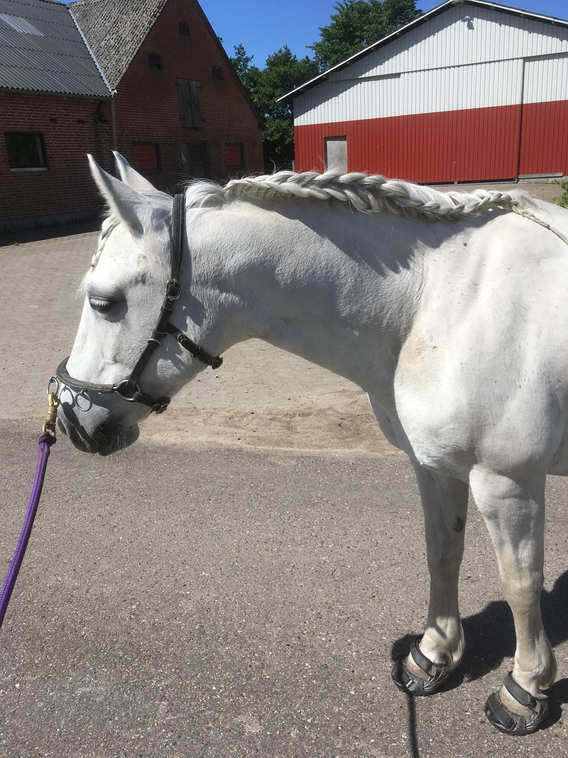 Connemara Ålegaards Malou RIP billede 7