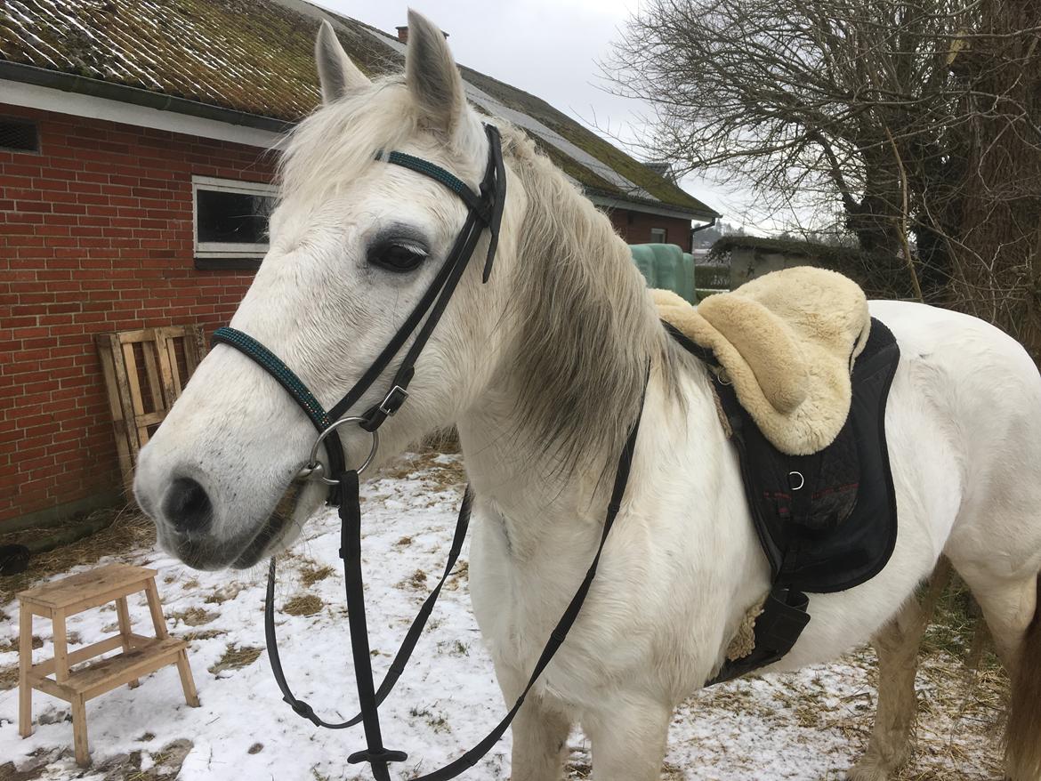 Connemara Ålegaards Malou RIP billede 9