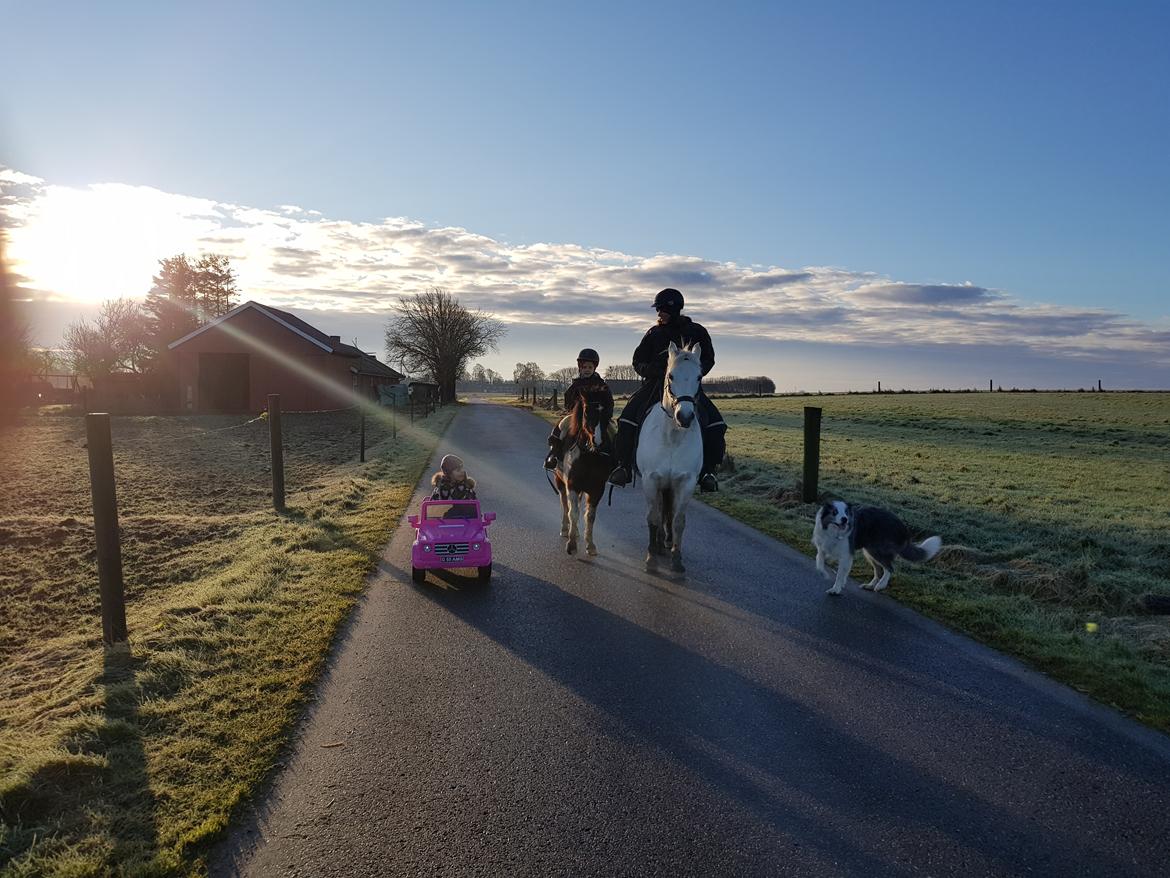 Connemara Ålegaards Malou RIP billede 10