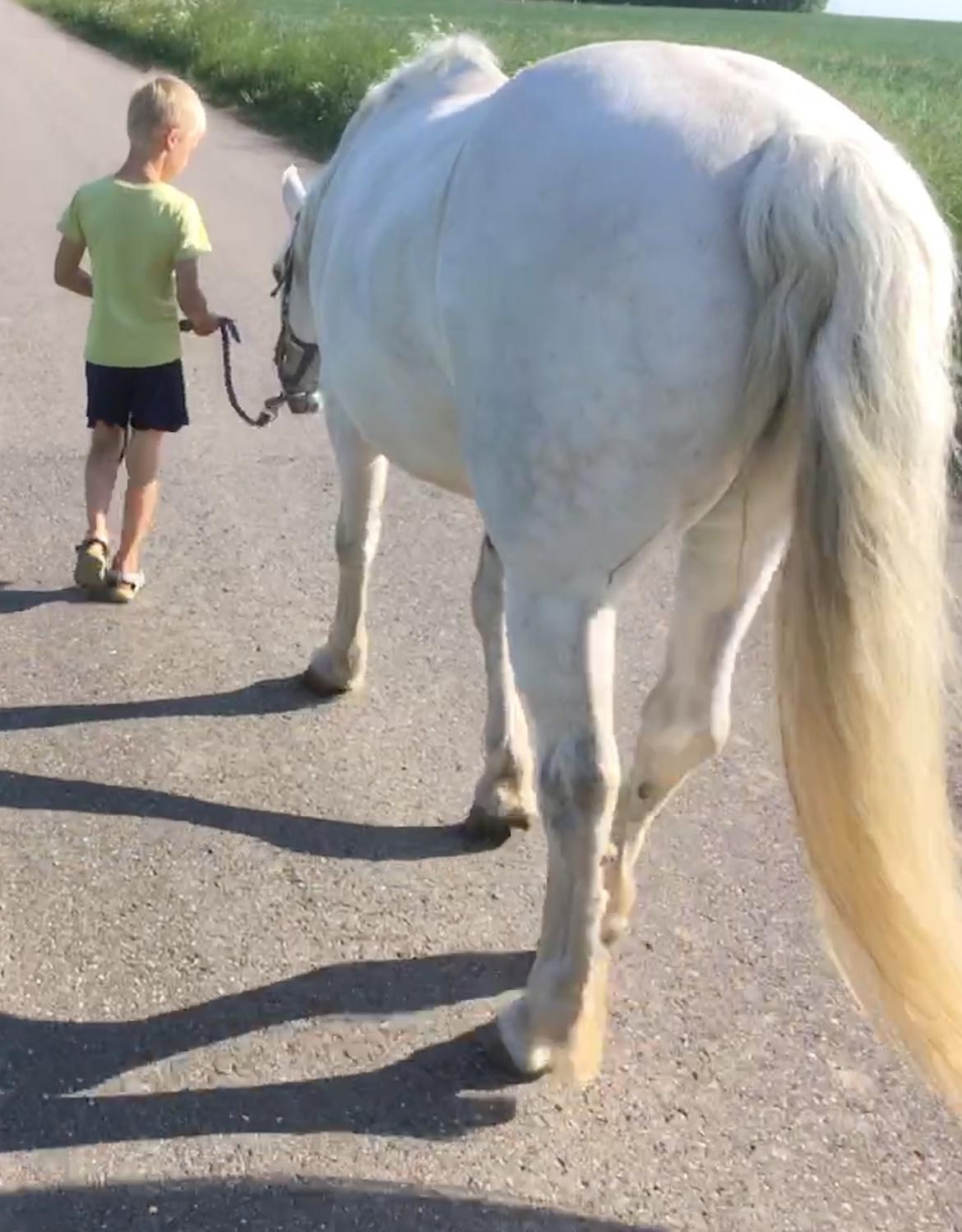 Connemara Ålegaards Malou RIP billede 11