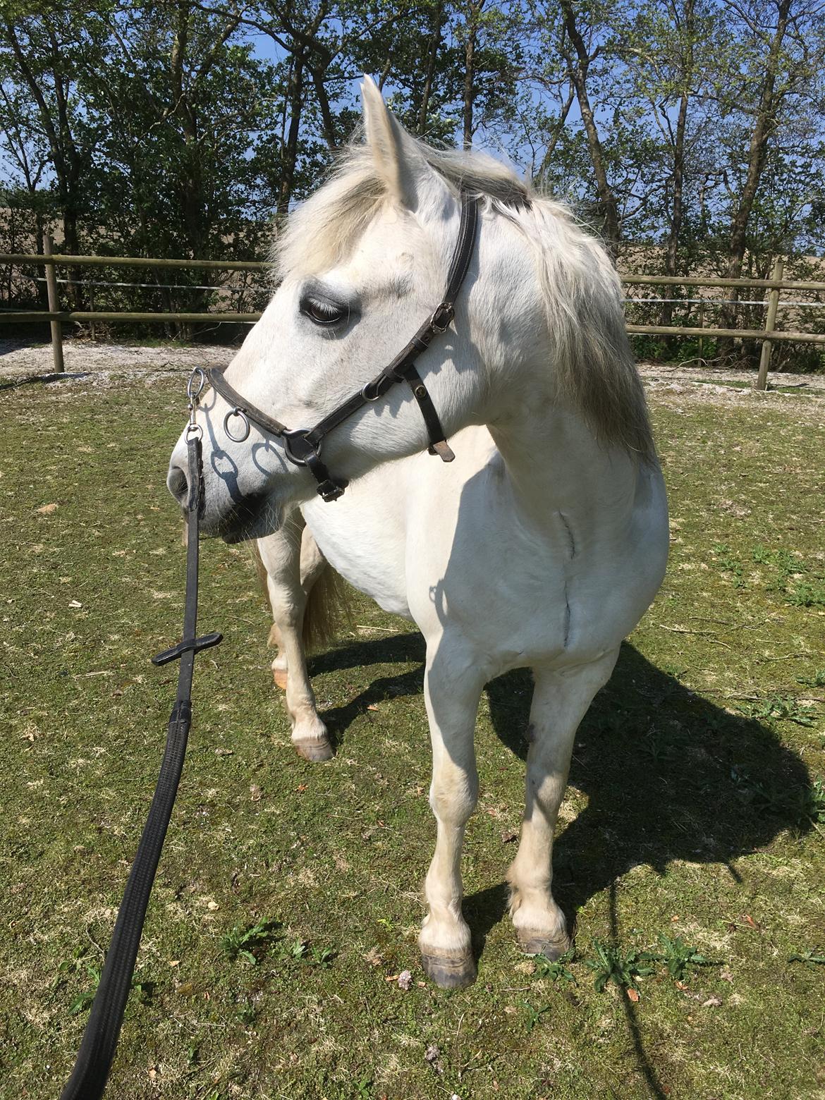 Connemara Ålegaards Malou RIP billede 13