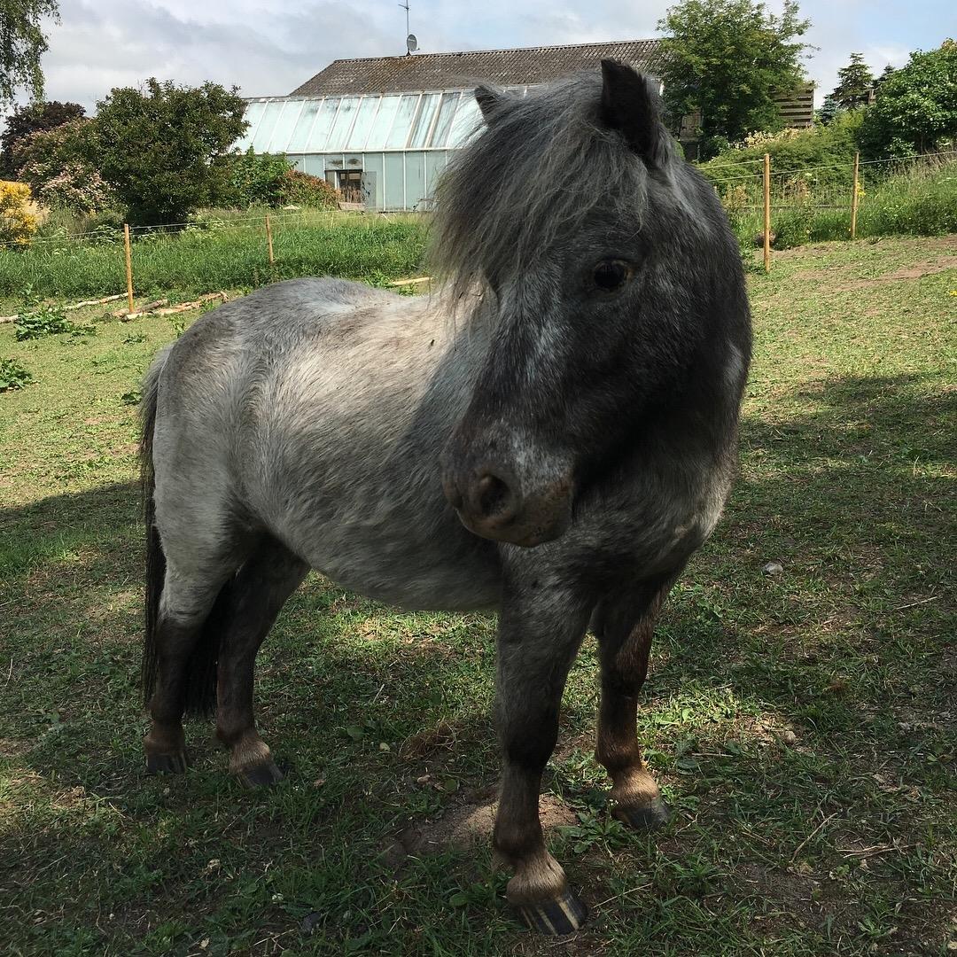 Knabstrupper Bakkehøjs Lasse billede 1