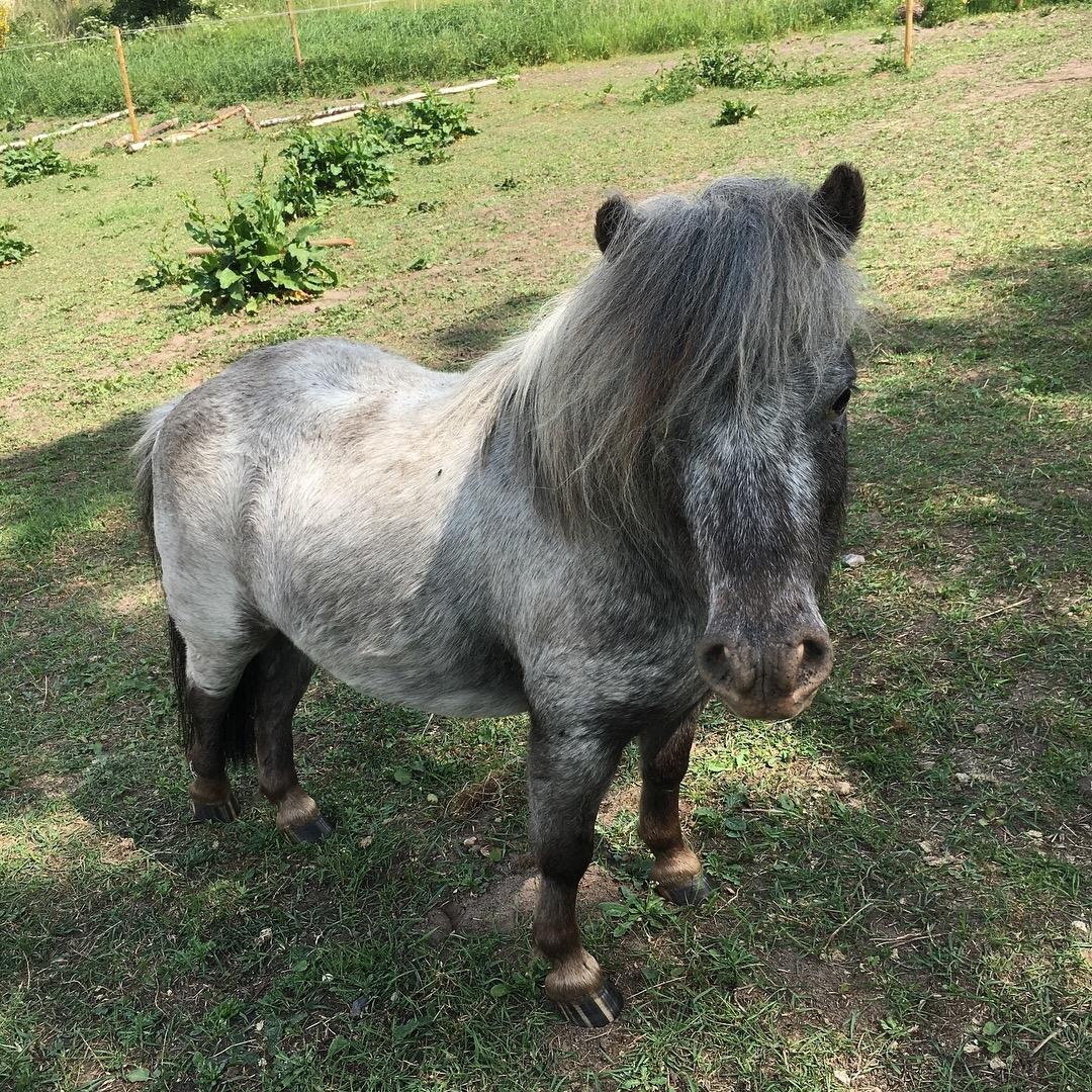 Knabstrupper Bakkehøjs Lasse billede 2