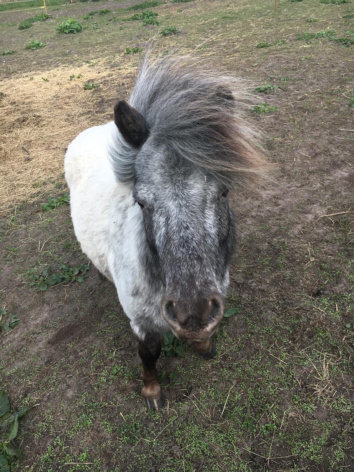 Knabstrupper Bakkehøjs Lasse billede 3