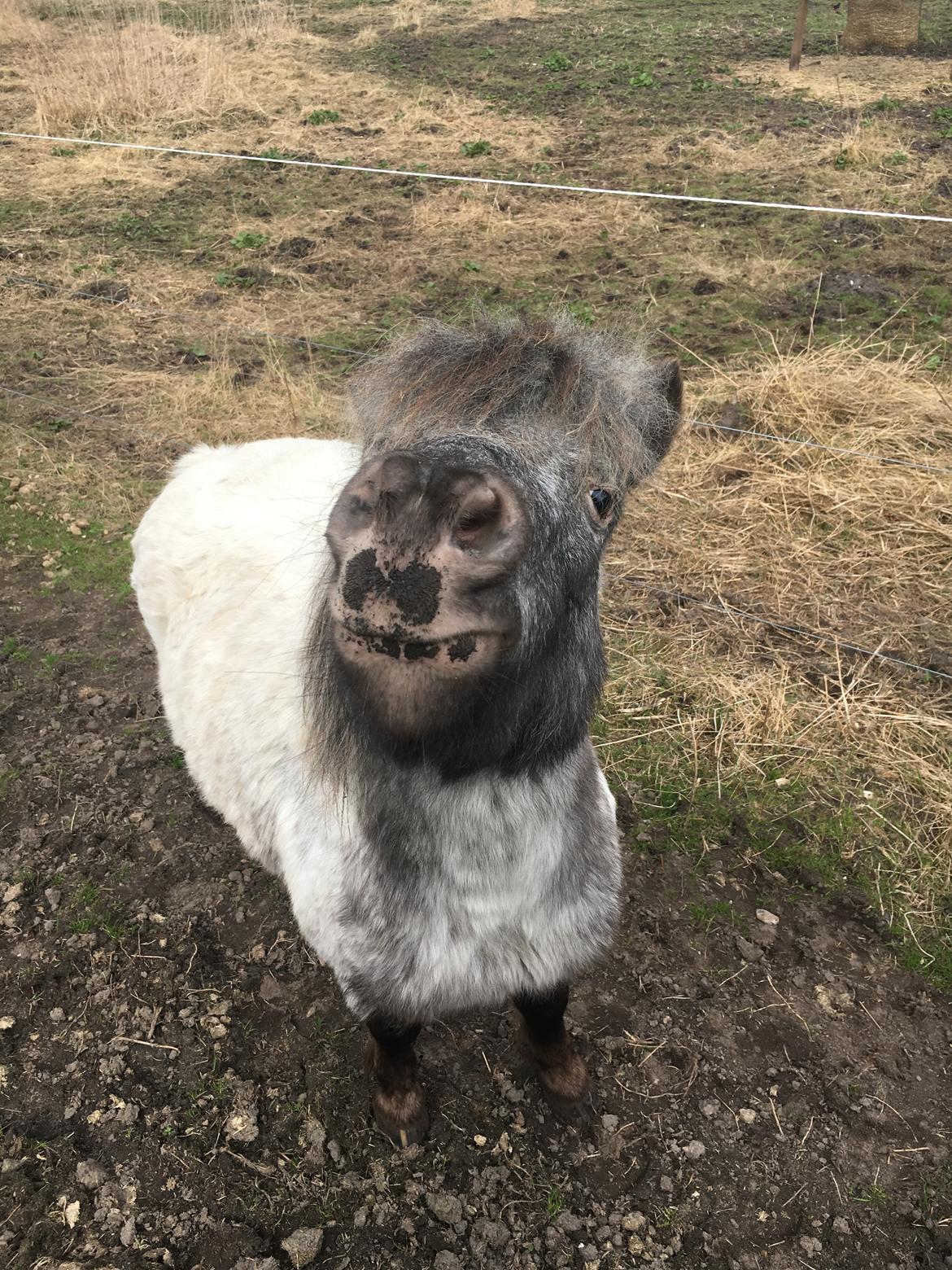 Knabstrupper Bakkehøjs Lasse billede 5