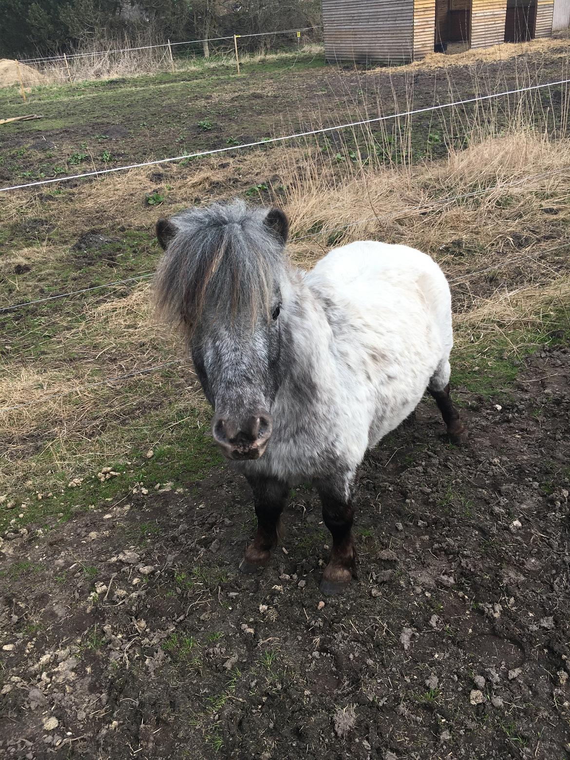 Knabstrupper Bakkehøjs Lasse billede 4