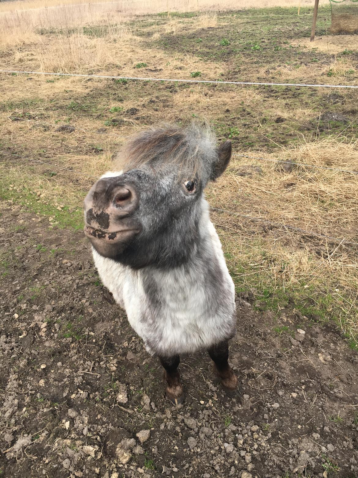 Knabstrupper Bakkehøjs Lasse billede 6