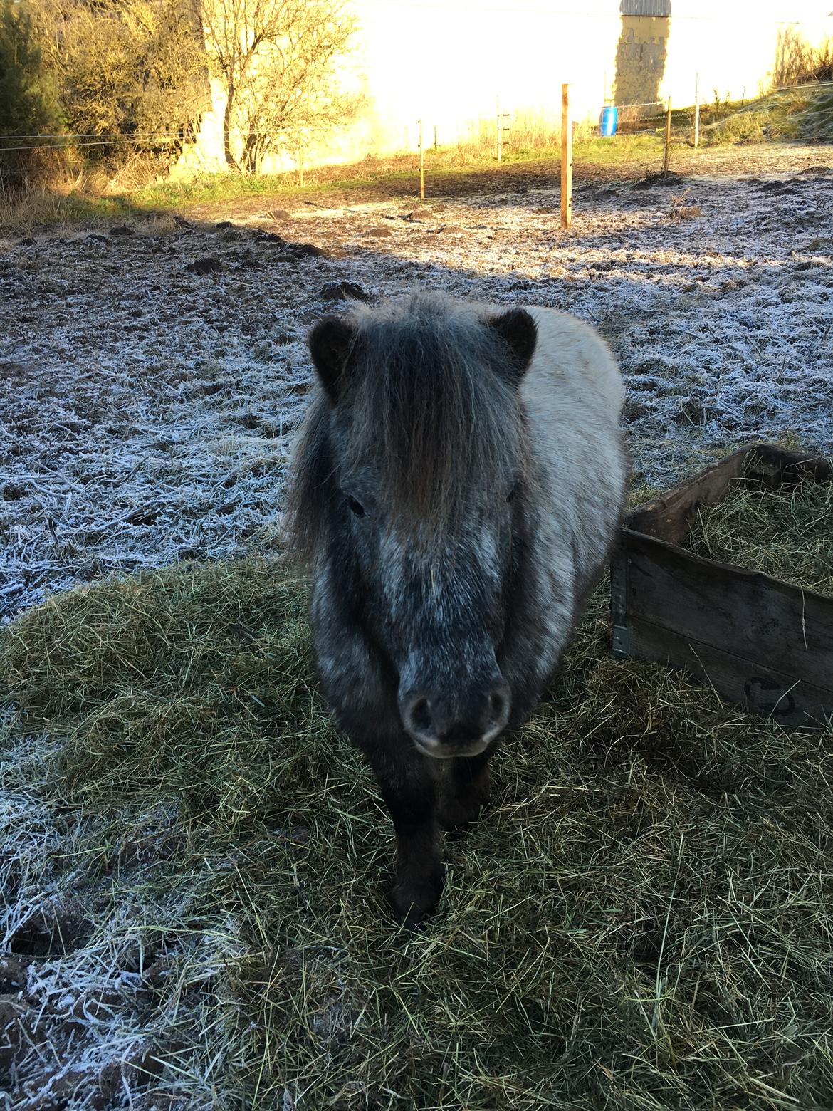 Knabstrupper Bakkehøjs Lasse billede 8