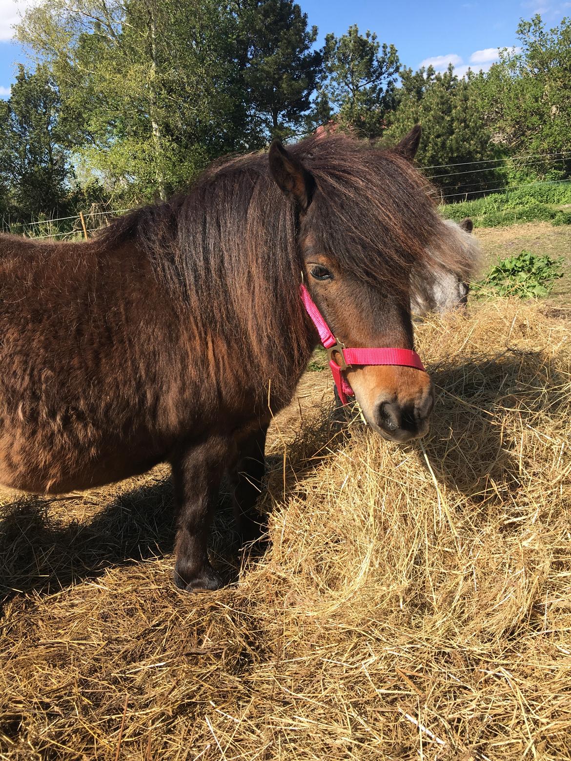 Shetlænder Munk's Fleur billede 11