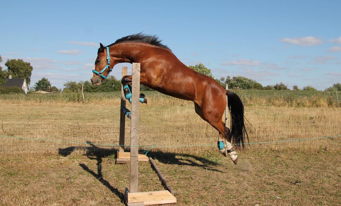 Welsh Pony af Cob-type (sec C) Flynn Rider billede 43