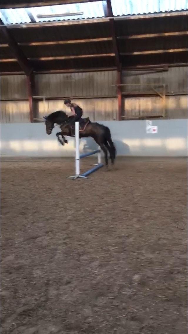 New Forest Danish delight billede 1