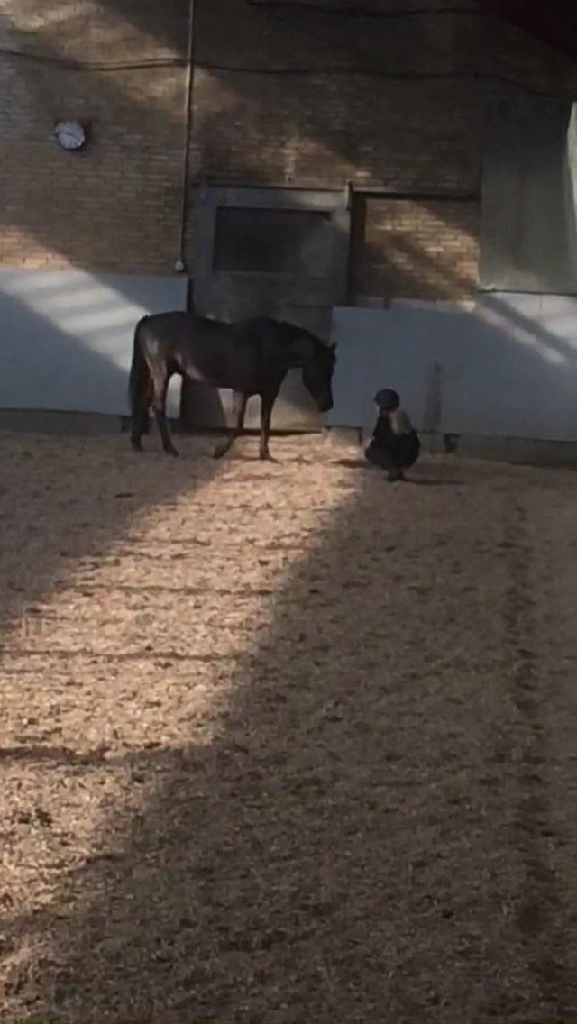 New Forest Danish delight billede 3