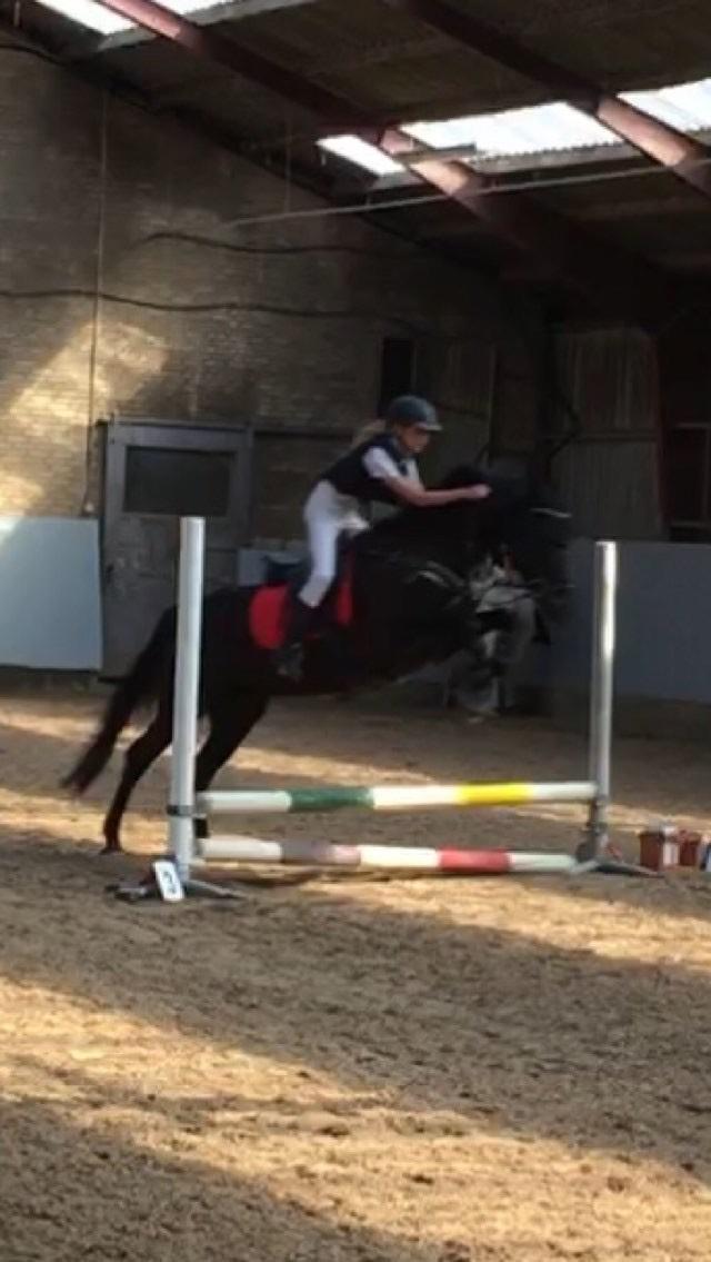 New Forest Danish delight billede 4