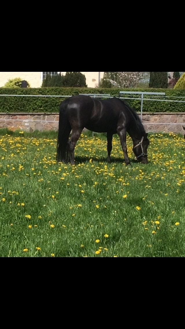 New Forest Danish delight billede 6