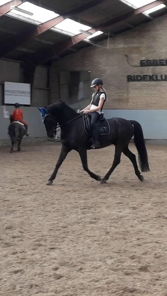 New Forest Danish delight billede 7