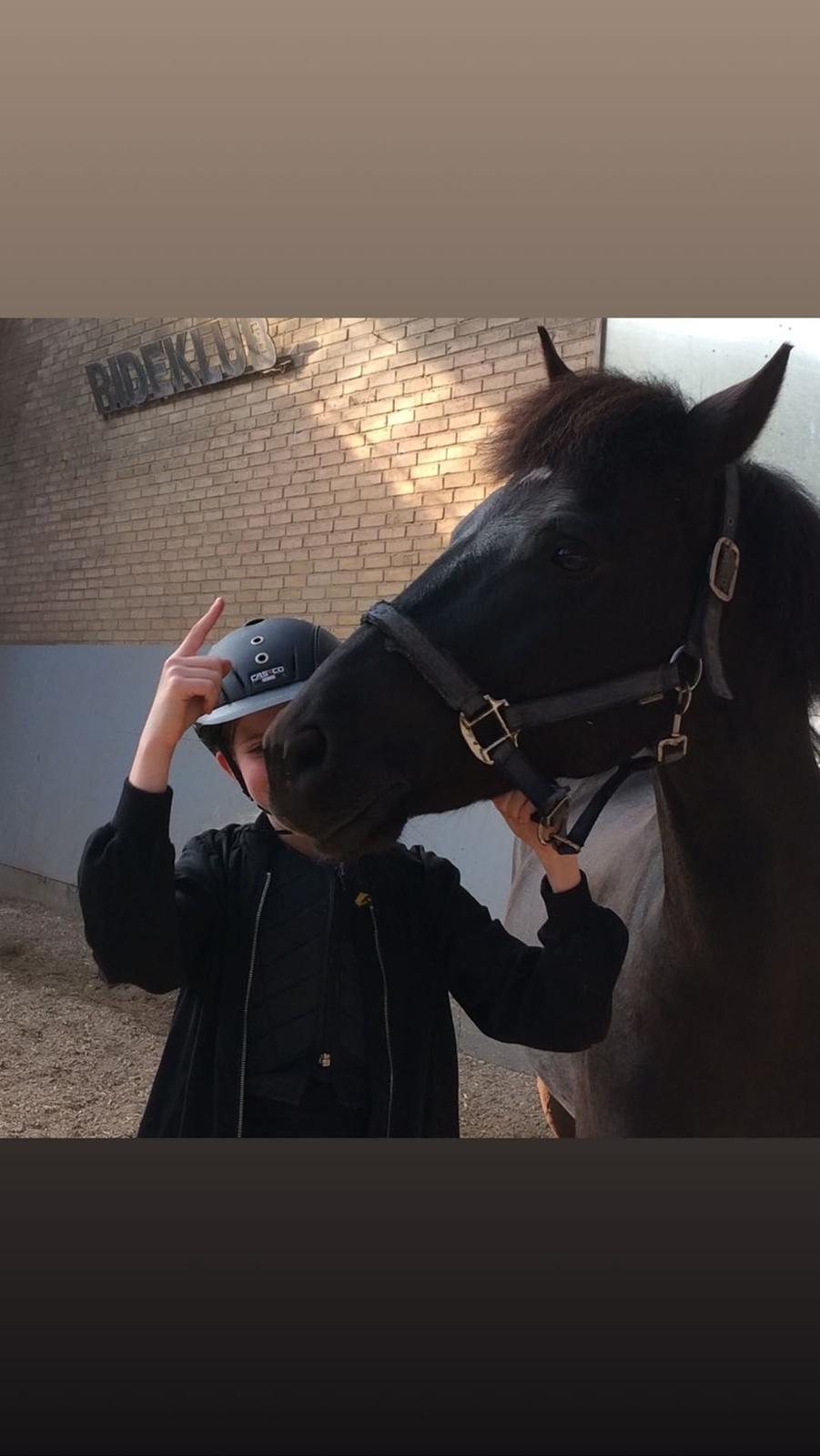 New Forest Danish delight billede 8