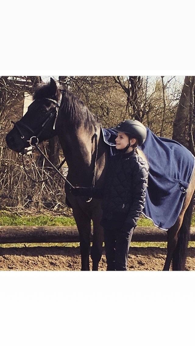 New Forest Danish delight billede 9